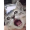 sad cats 7