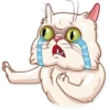 Pretty Cat 5