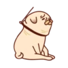 Sundae the Pug 10