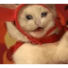 sad cats 9
