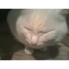 sad cats 10