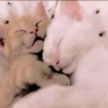 Cats and pandas 😺🐼 5