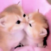 Cats and pandas 😺🐼 6