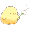 soft and cute chick 11