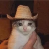 sad cats 14