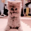 Cats and pandas 😺🐼 10