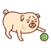 Sundae the Pug 18