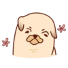 Sundae the Pug 21