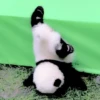 Cats and pandas 😺🐼 11