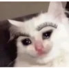 sad cats 15