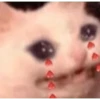 sad cats 17