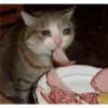 sad cats 19