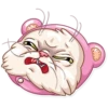 Pretty Cat 19