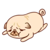 Sundae the Pug 23