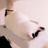 Cats and pandas 😺🐼 17