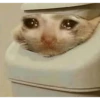 sad cats 20