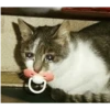 sad cats 21