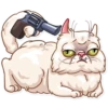 Pretty Cat 22