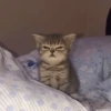 Reacciones Gatunas 12