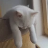 Reacciones Gatunas 13
