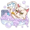 Pretty Cat 24