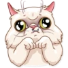 Pretty Cat 27