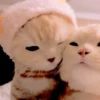 Cats and pandas 😺🐼 27