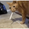 sad cats 27