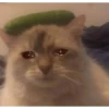 sad cats 28
