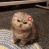 Reacciones Gatunas 15
