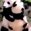 Cats and pandas 😺🐼 30
