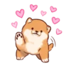 Soft and cute shiba inu 5