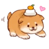 Soft and cute shiba inu 7