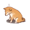 Soft and cute shiba inu 8