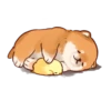 Soft and cute shiba inu 10