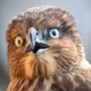 Very strange animals 5