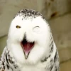 Very strange animals 6