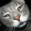 Very strange animals 7