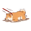 Soft and cute shiba inu 12