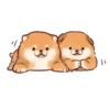 Soft and cute shiba inu 13
