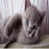 Very strange animals 8