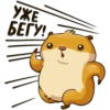 hamster_senia 17