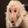 Very strange animals 9