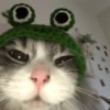MEMES GATITOS 8