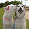Very strange animals 11
