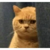 MEMES GATITOS 9
