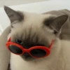 MEMES GATITOS 10