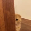 MEMES GATITOS 11