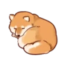 Soft and cute shiba inu 17
