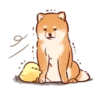 Soft and cute shiba inu 18